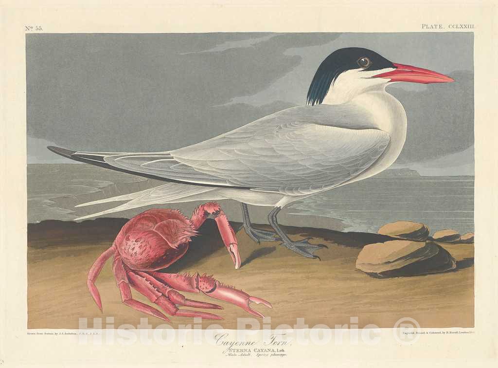 Art Print : Havell After Audubon, Cayenne Tern, 1835 - Vintage Wall Art