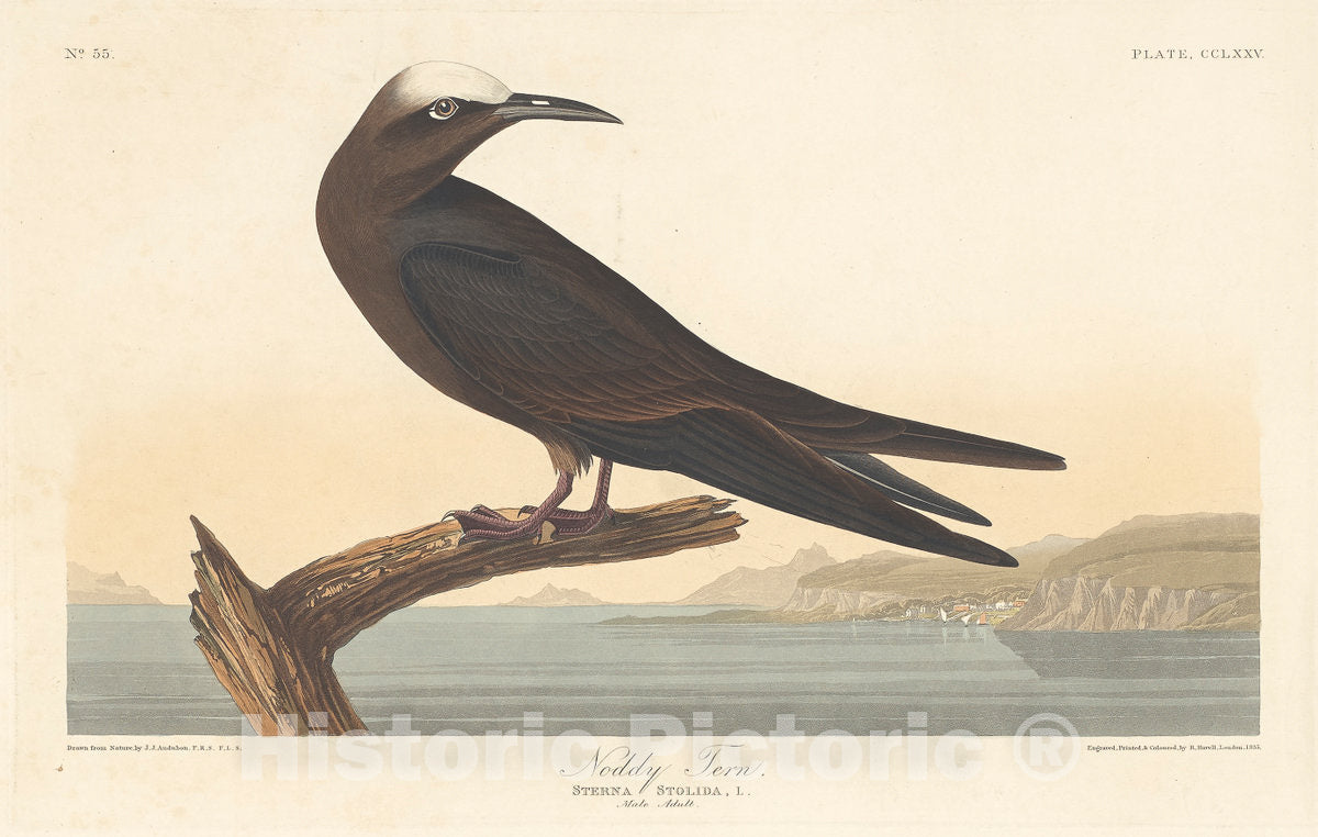 Art Print : Havell After Audubon, Noddy Tern, 1835 - Vintage Wall Art