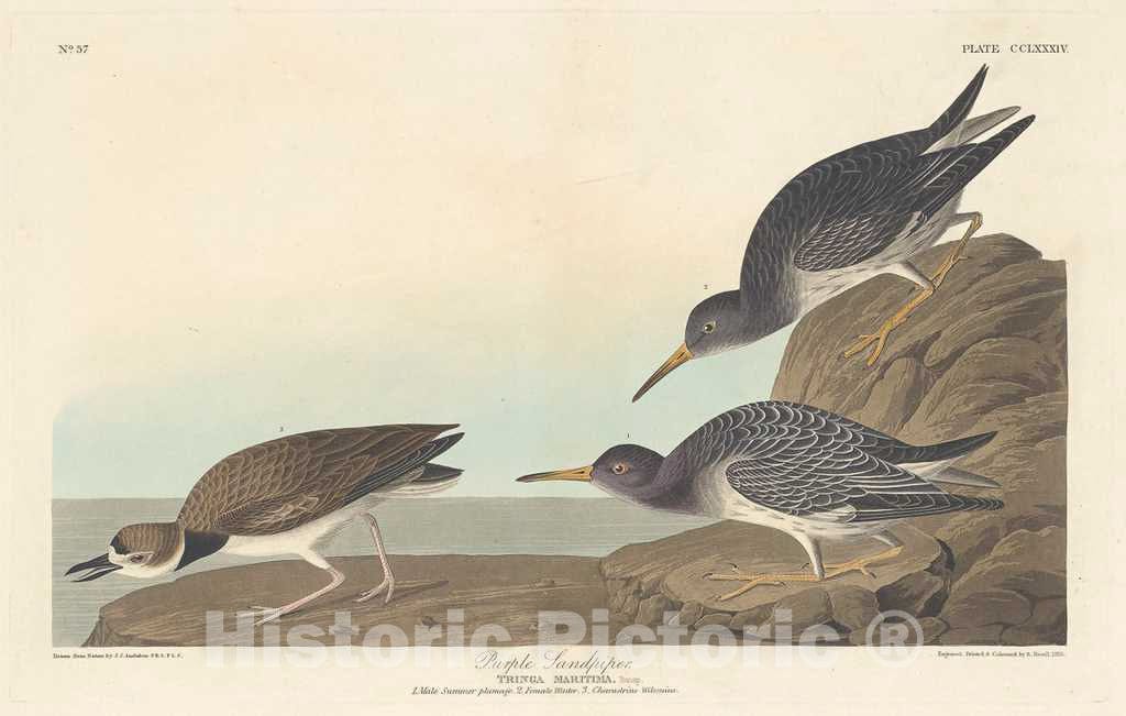 Art Print : Havell After Audubon, Purple Sandpiper, 1835 - Vintage Wall Art