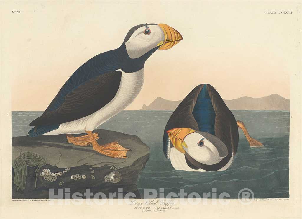 Art Print : Havell After Audubon, Large-Billed Puffin, 1836 - Vintage Wall Art