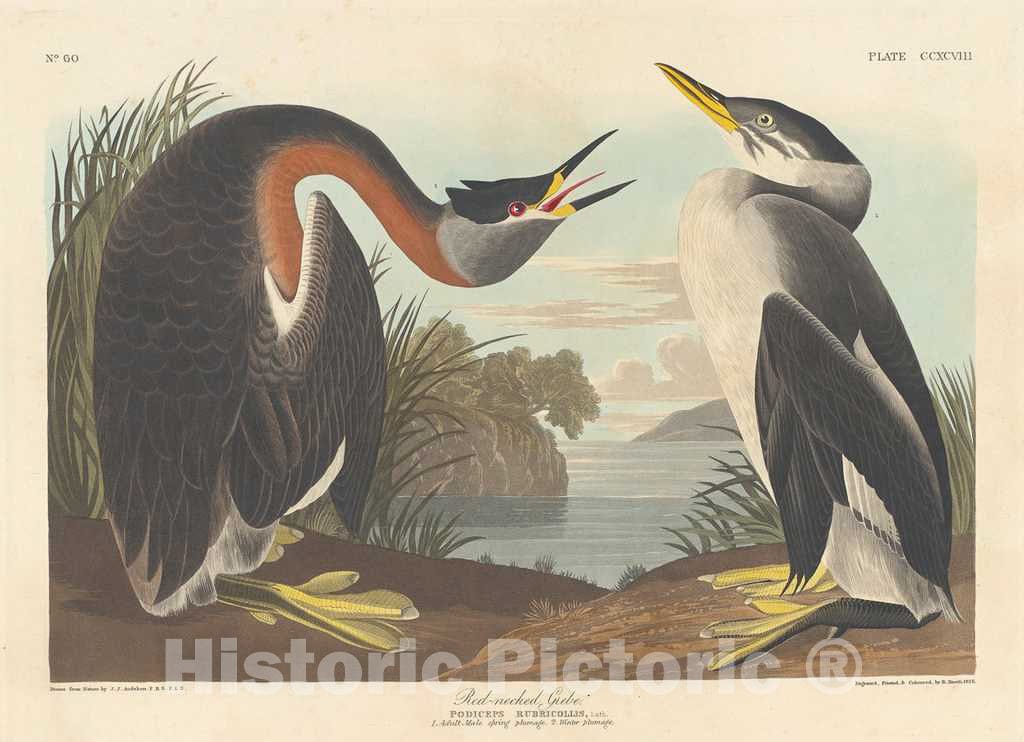 Art Print : Havell After Audubon, Red-Necked Grebe, 1836 - Vintage Wall Art