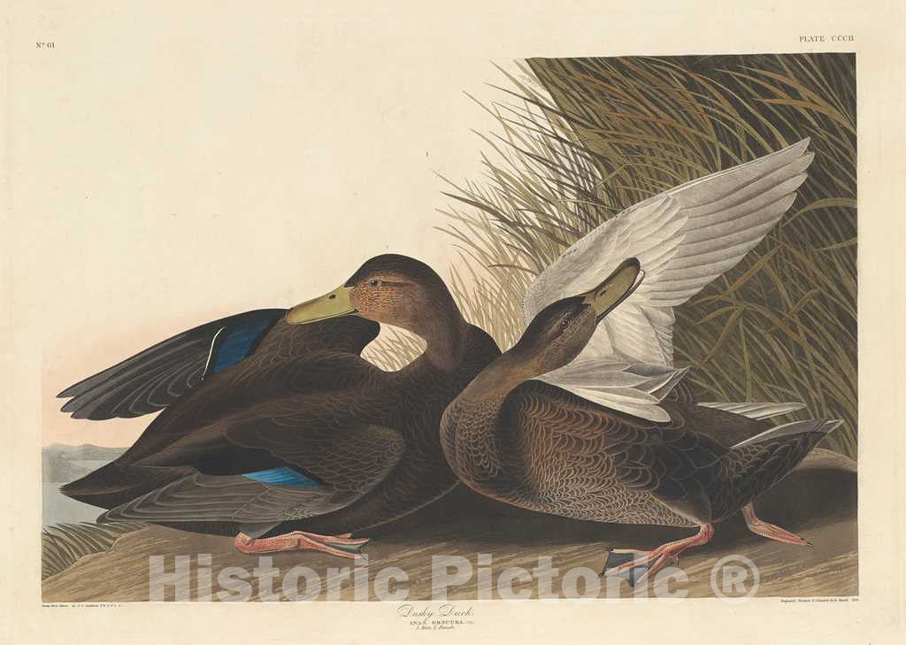 Art Print : Havell After Audubon, Dusky Duck, 1836 - Vintage Wall Art