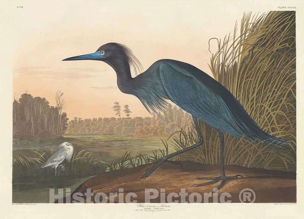 Art Print : Havell After Audubon, Blue Crane or Heron, 1836 - Vintage Wall Art