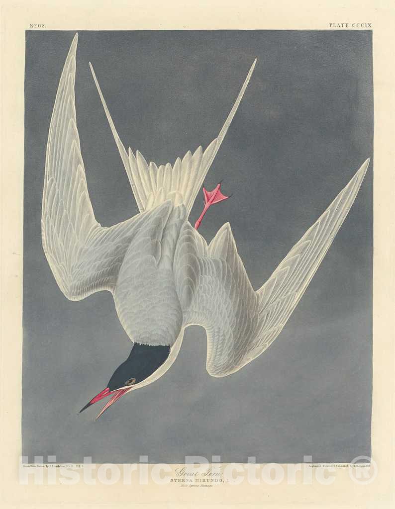 Art Print : Havell After Audubon, Great Tern, 1836 - Vintage Wall Art