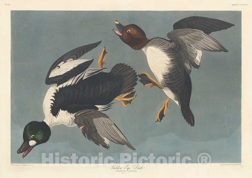 Art Print : Havell After Audubon, Golden-Eye Duck, 1836 - Vintage Wall Art