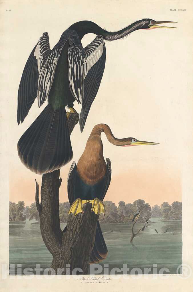 Art Print : Havell After Audubon, Black-Bellied Darter, 1836 - Vintage Wall Art