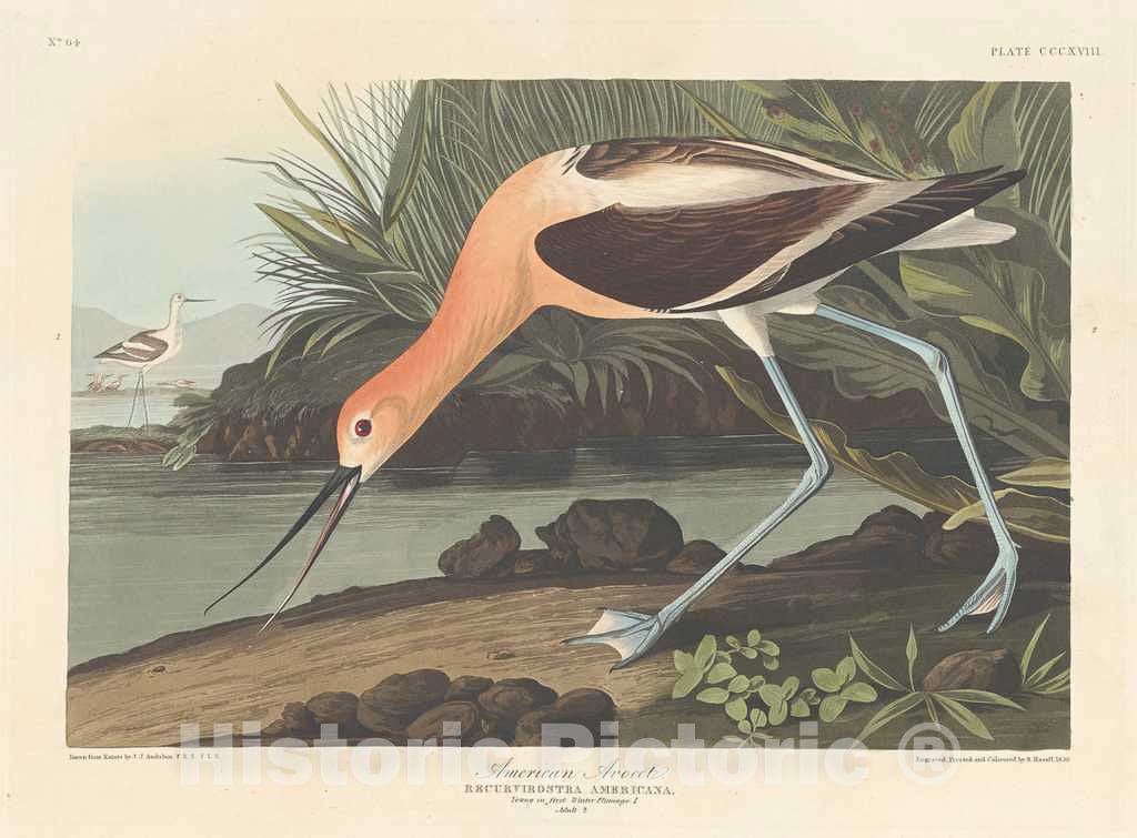 Art Print : Havell After Audubon, American Avocet, 1836 - Vintage Wall Art