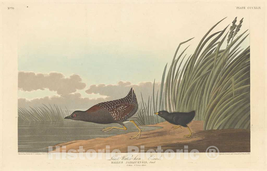 Art Print : Havell After Audubon, Least Water-Hen, 1836 - Vintage Wall Art