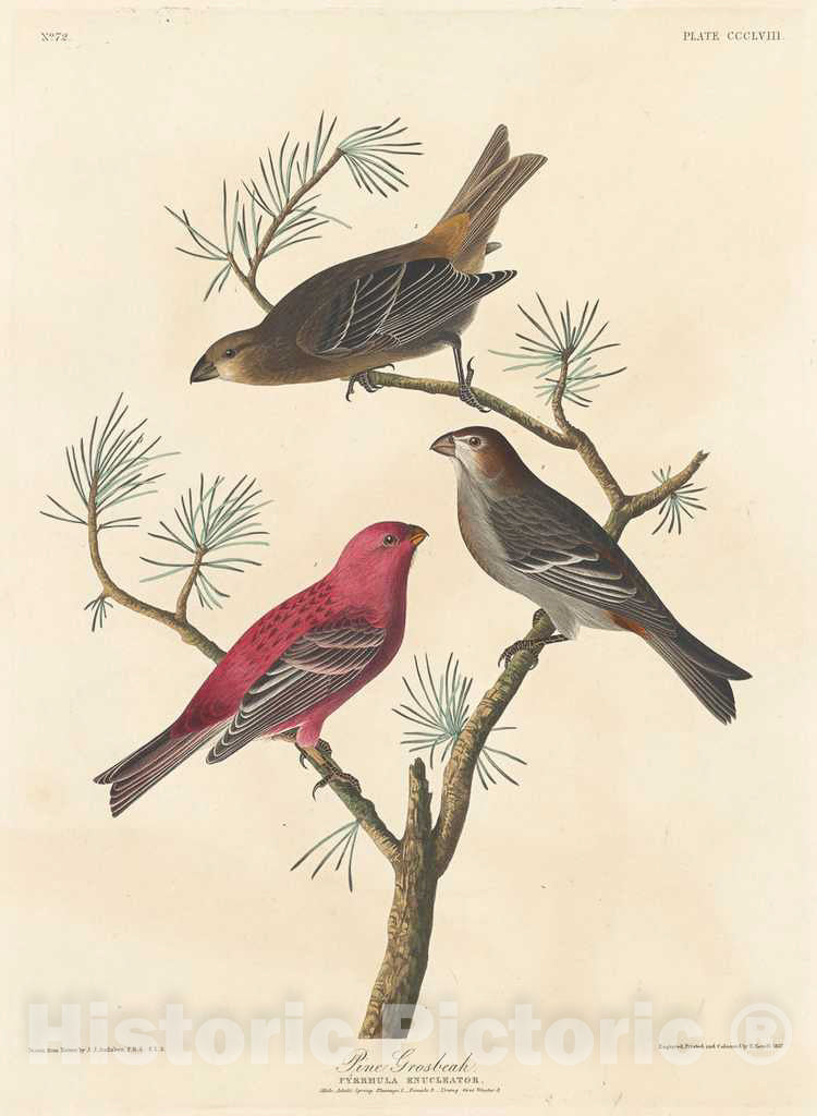 Art Print : Havell After Audubon, Pine Grosbeak, 1837 - Vintage Wall Art