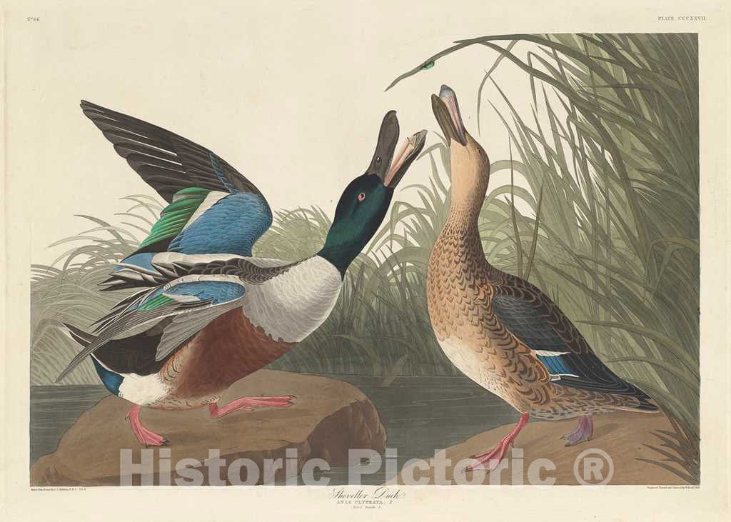 Art Print : Havell After Audubon, Shoveller Duck, 1836 - Vintage Wall Art