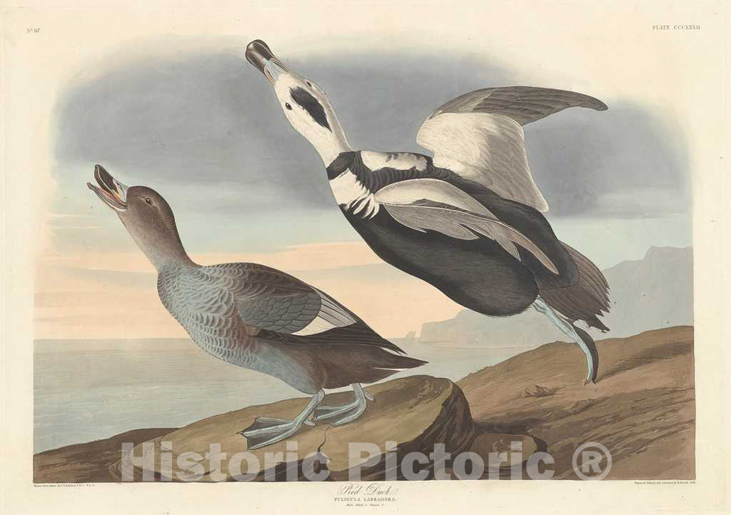 Art Print : Havell After Audubon, Pied Duck, 1836 - Vintage Wall Art