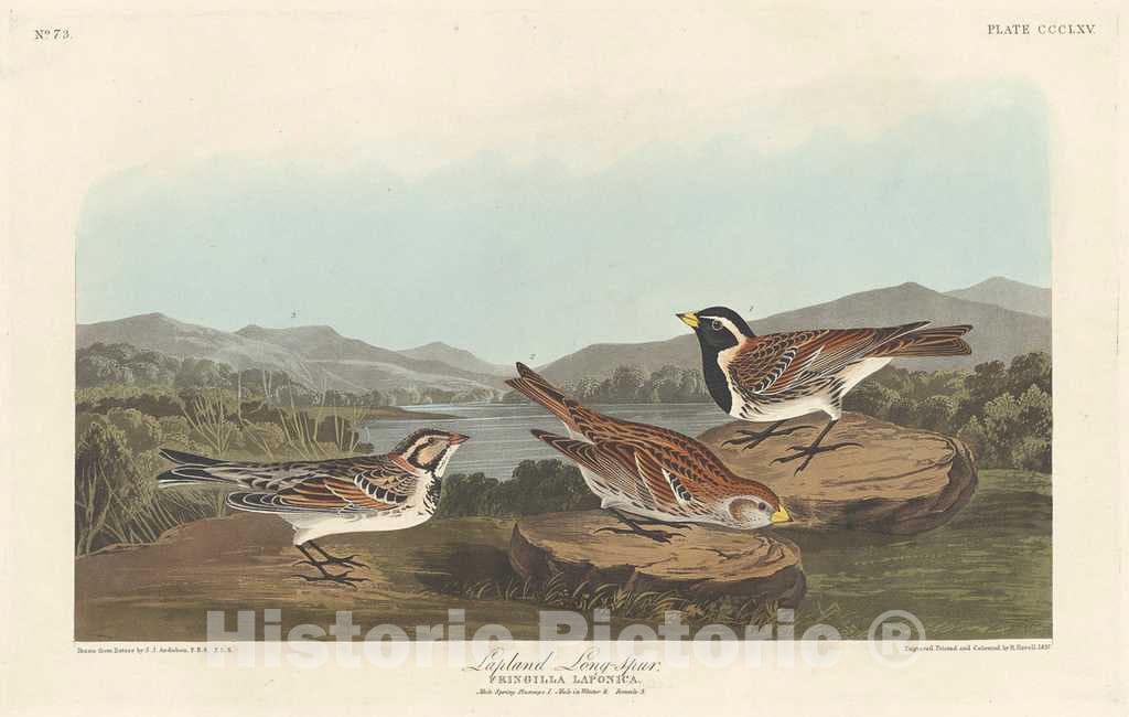 Art Print : Havell After Audubon, Lapland Longspur, 1837 - Vintage Wall Art