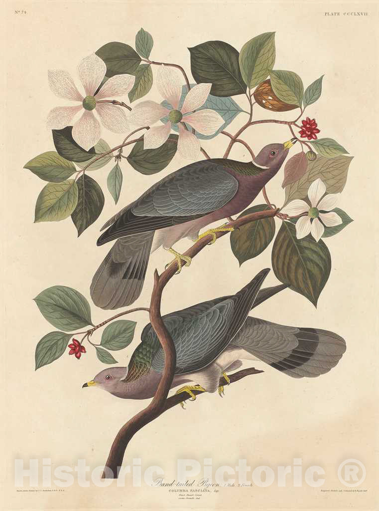 Art Print : Havell After Audubon, Band-Tailed Pigeon, 1837 - Vintage Wall Art