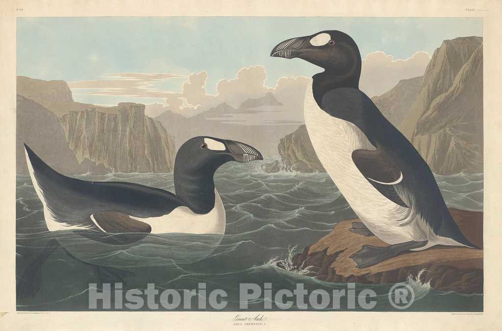 Art Print : Havell After Audubon, Great Auk, 1836 - Vintage Wall Art