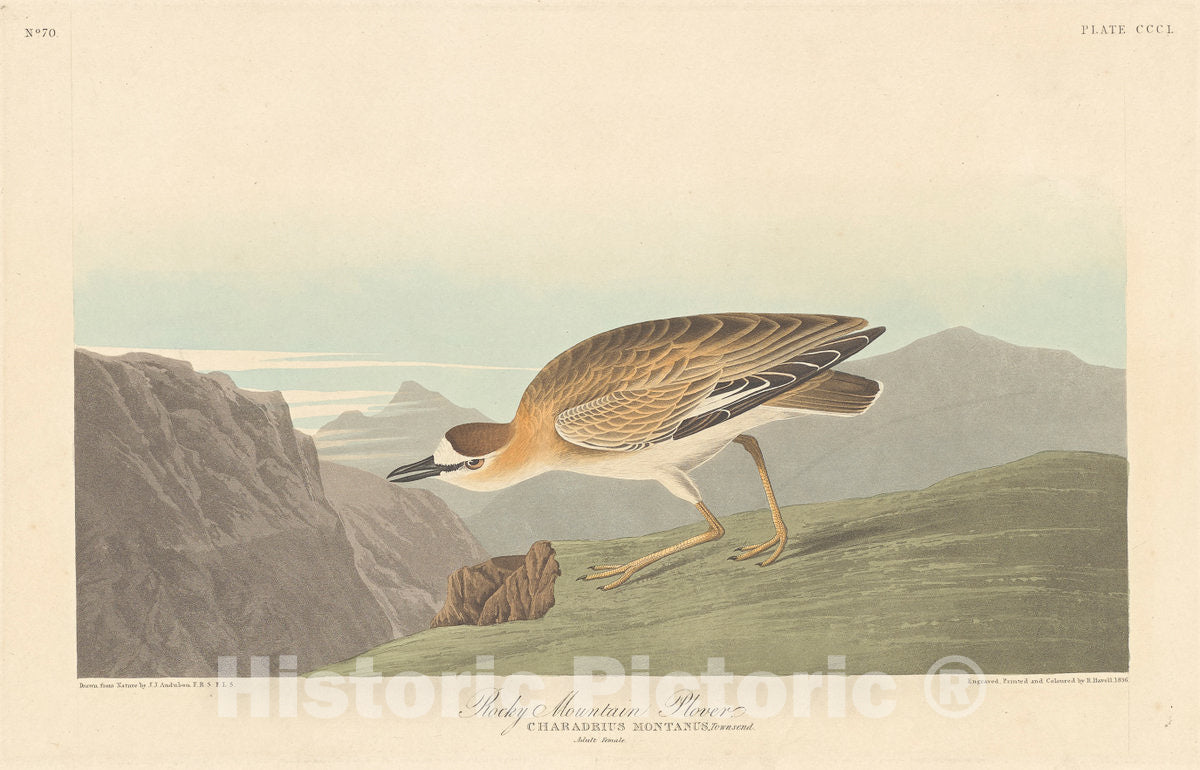 Art Print : Havell After Audubon, Rocky Mountain Plover, 1836 - Vintage Wall Art