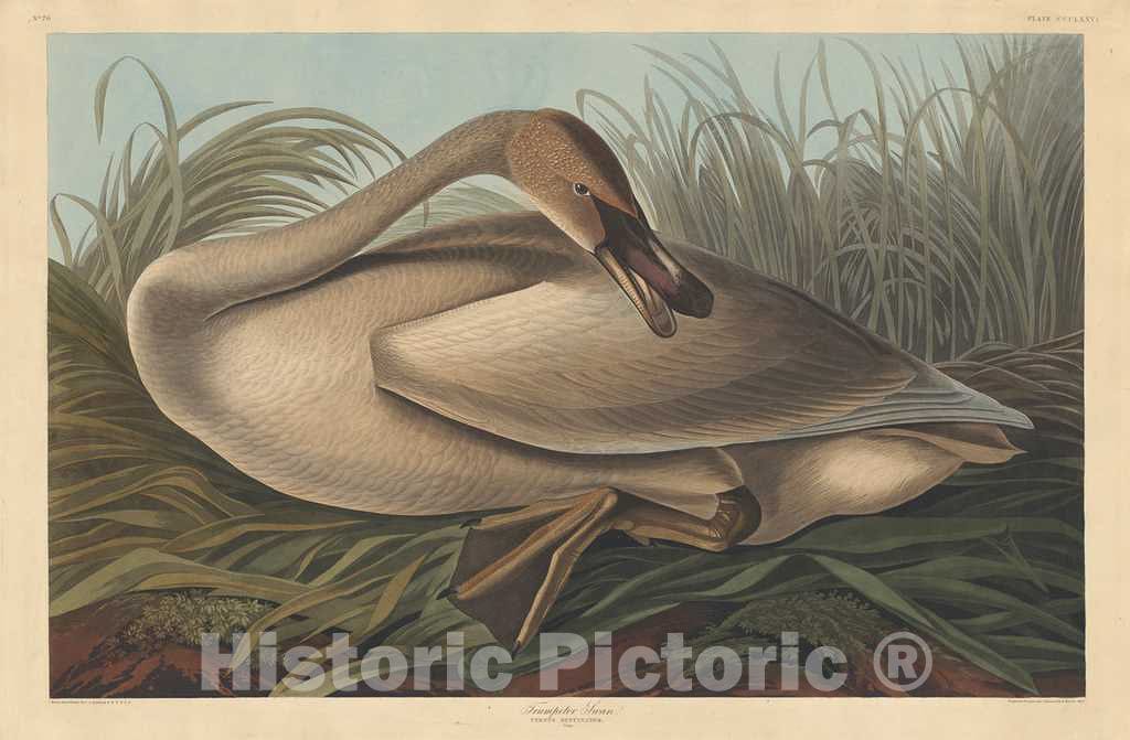 Art Print : Havell After Audubon, Trumpeter Swan, 1837 - Vintage Wall Art