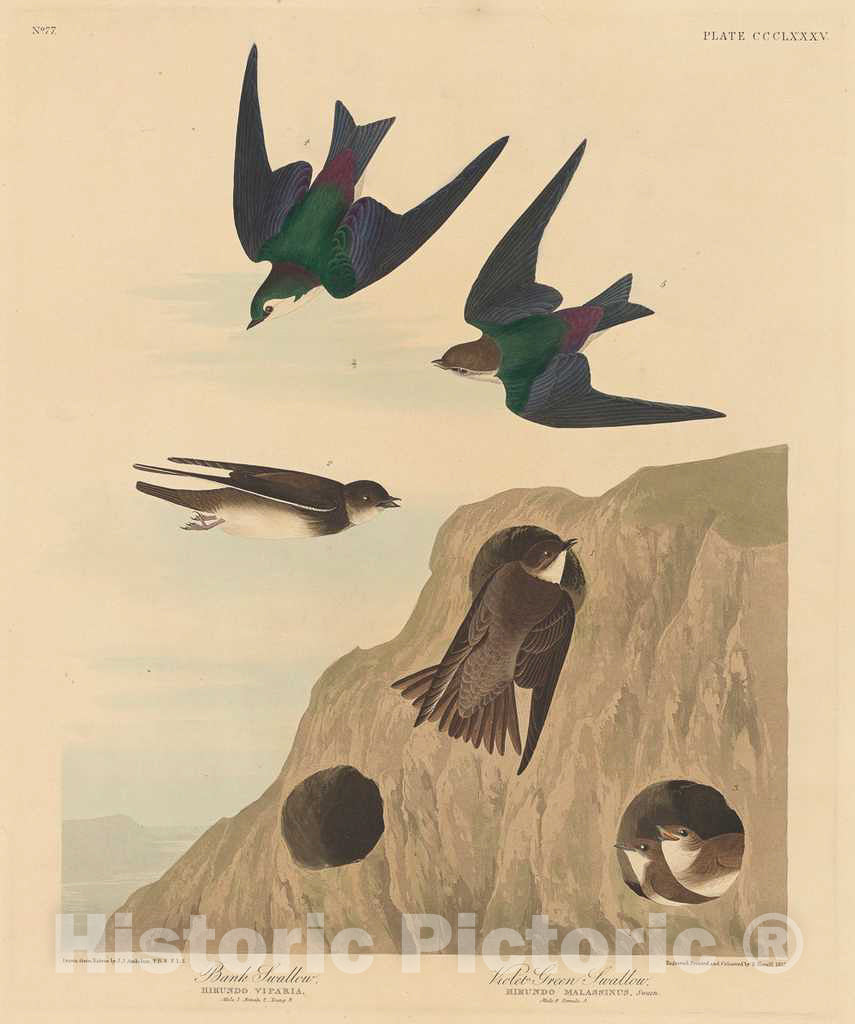 Art Print : Havell After Audubon, Bank Swallow and Violet-Green Swallow, 1837 - Vintage Wall Art