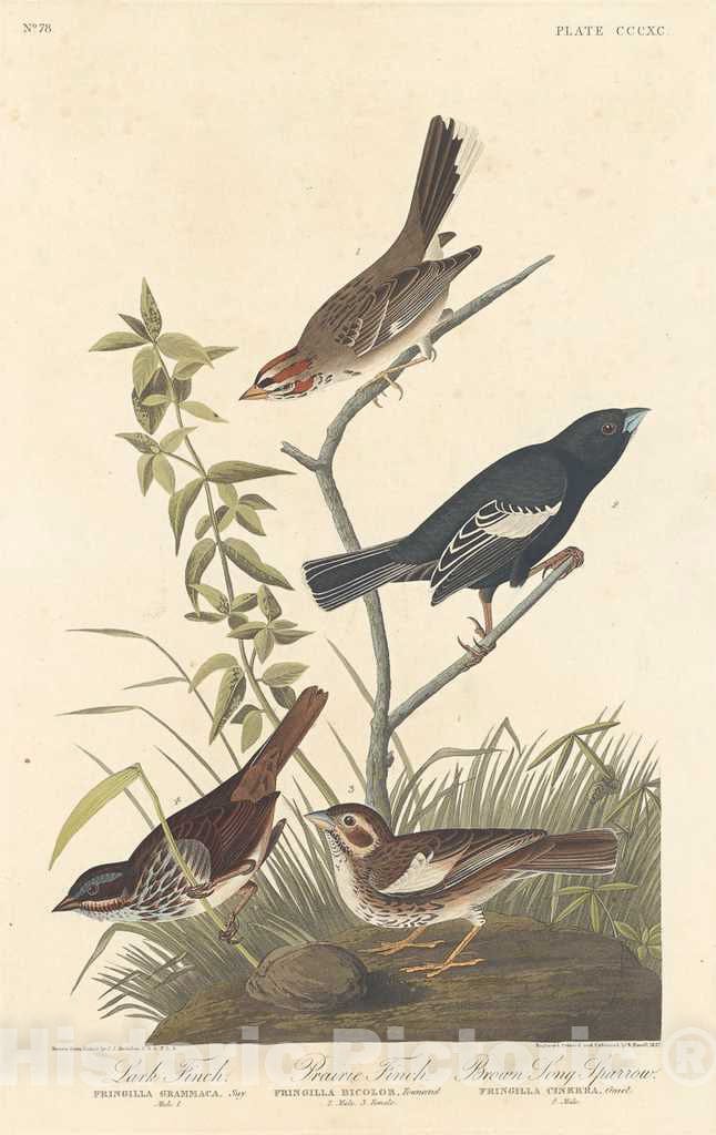 Art Print : Havell After Audubon, Lark Finch, Prairie Finch and Brown Song Sparrow, 1837 - Vintage Wall Art