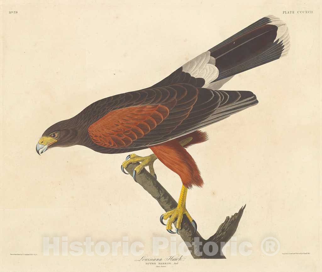 Art Print : Havell After Audubon, Louisiana Hawk, 1837 - Vintage Wall Art