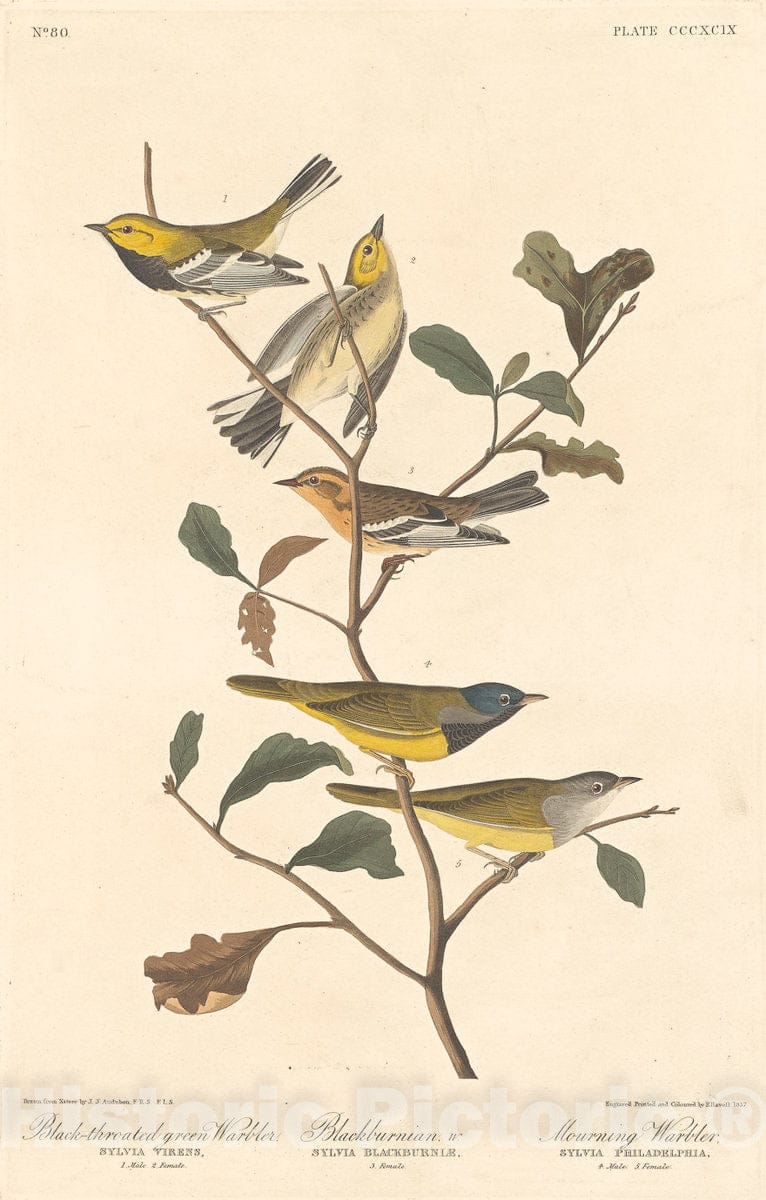 Art Print : Havell After Audubon, Black-Throated Green Warbler, Blackburnian Warbler and Mourning Warbler, 1837 - Vintage Wall Art