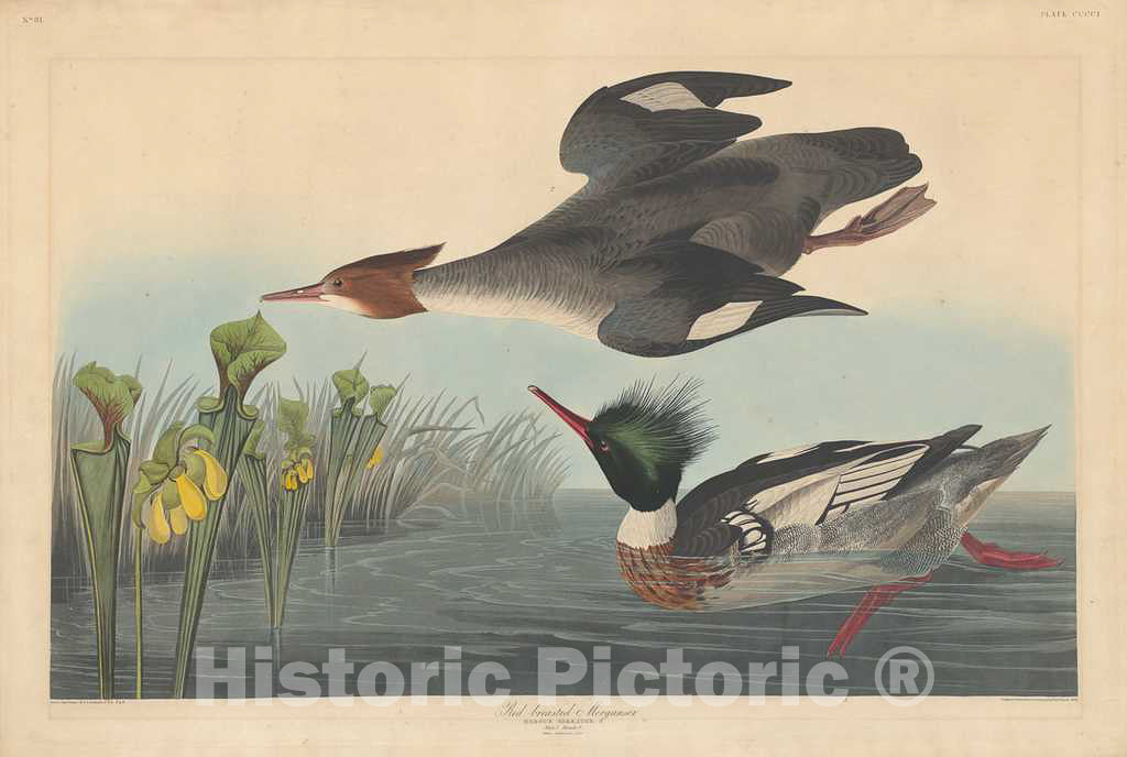 Art Print : Havell After Audubon, Red-Breasted Merganser, 1838 - Vintage Wall Art