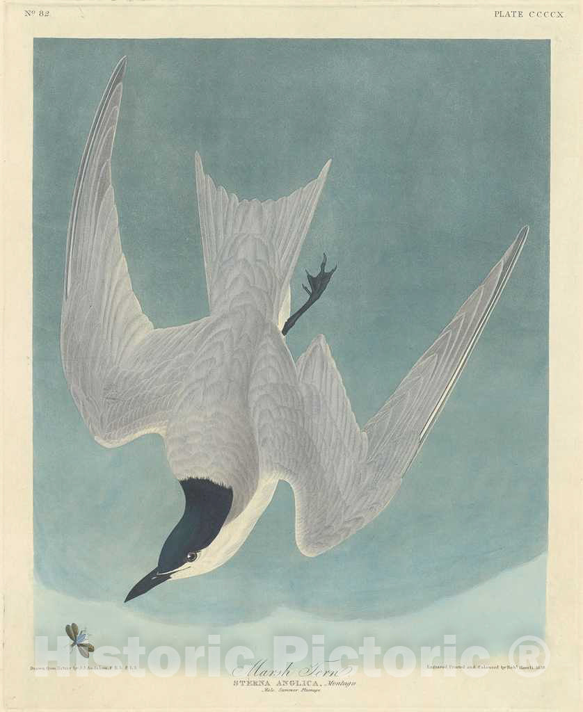 Art Print : Havell After Audubon, Marsh Tern, 1838 - Vintage Wall Art