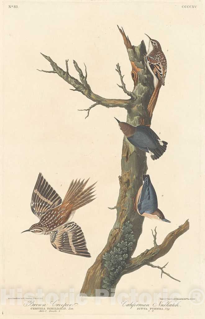 Art Print : Havell After Audubon, Brown Creeper and Californian Nuthatch, 1838 - Vintage Wall Art