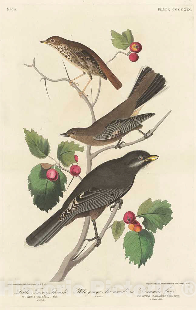 Art Print : Havell After Audubon, Little Tawny Thrush, 1838 - Vintage Wall Art