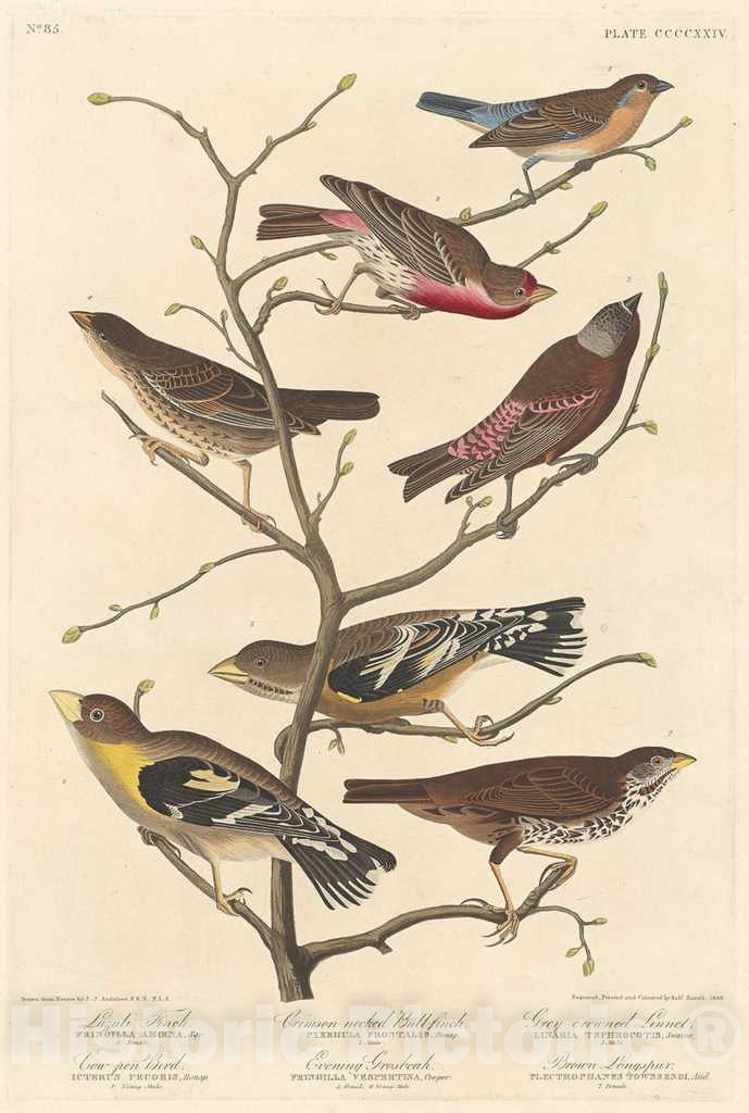 Art Print : Havell After Audubon, Lazuli Finch, 1838 - Vintage Wall Art