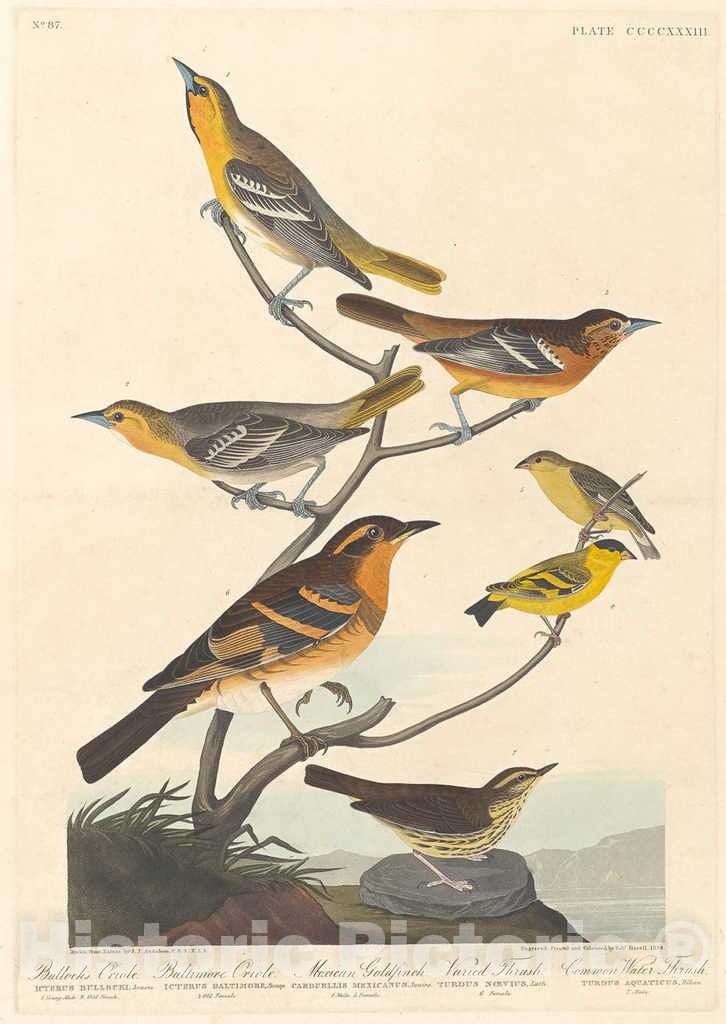 Art Print : Havell After Audubon, Bullock's Oriole, Baltimore Oriole, Mexican Goldfinch and Varied Thrush, 1838 - Vintage Wall Art