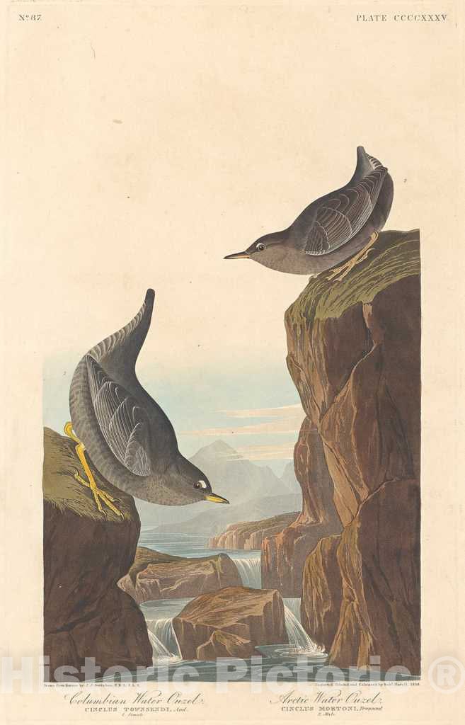 Art Print : Havell After Audubon, Columbian Water Ouzel and Arctic Water Ouzel, 1838 - Vintage Wall Art