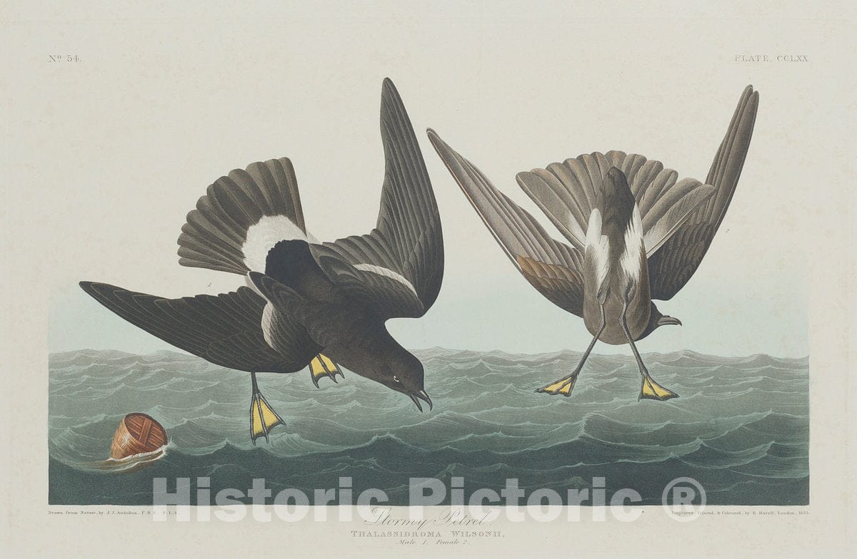 Art Print : Havell After Audubon, Stormy Petrel, 1835 - Vintage Wall Art