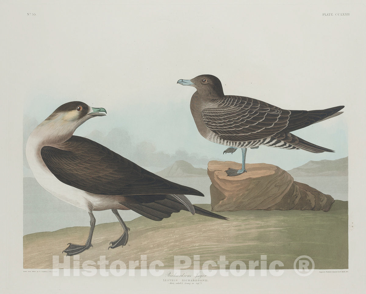 Art Print : Havell After Audubon, Richardson's Jager, 1835 - Vintage Wall Art