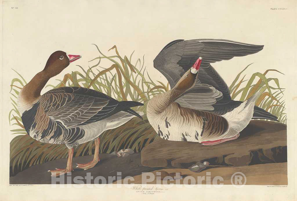 Art Print : Havell After Audubon, White-Fronted Goose, 1836 - Vintage Wall Art