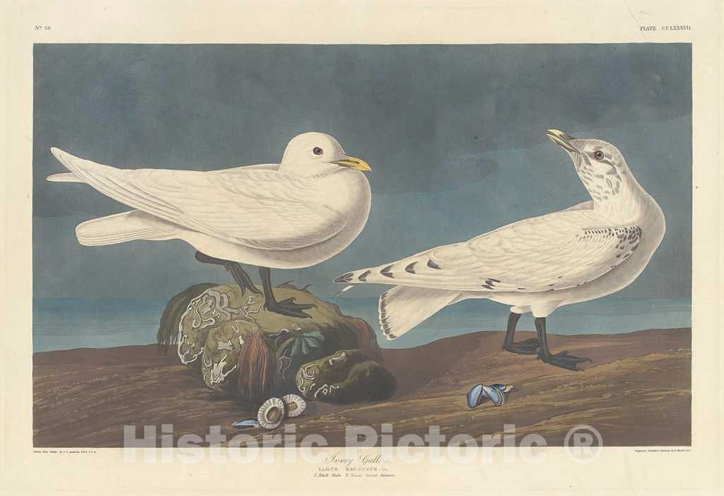 Art Print : Havell After Audubon, Ivory Gull, 1836 - Vintage Wall Art