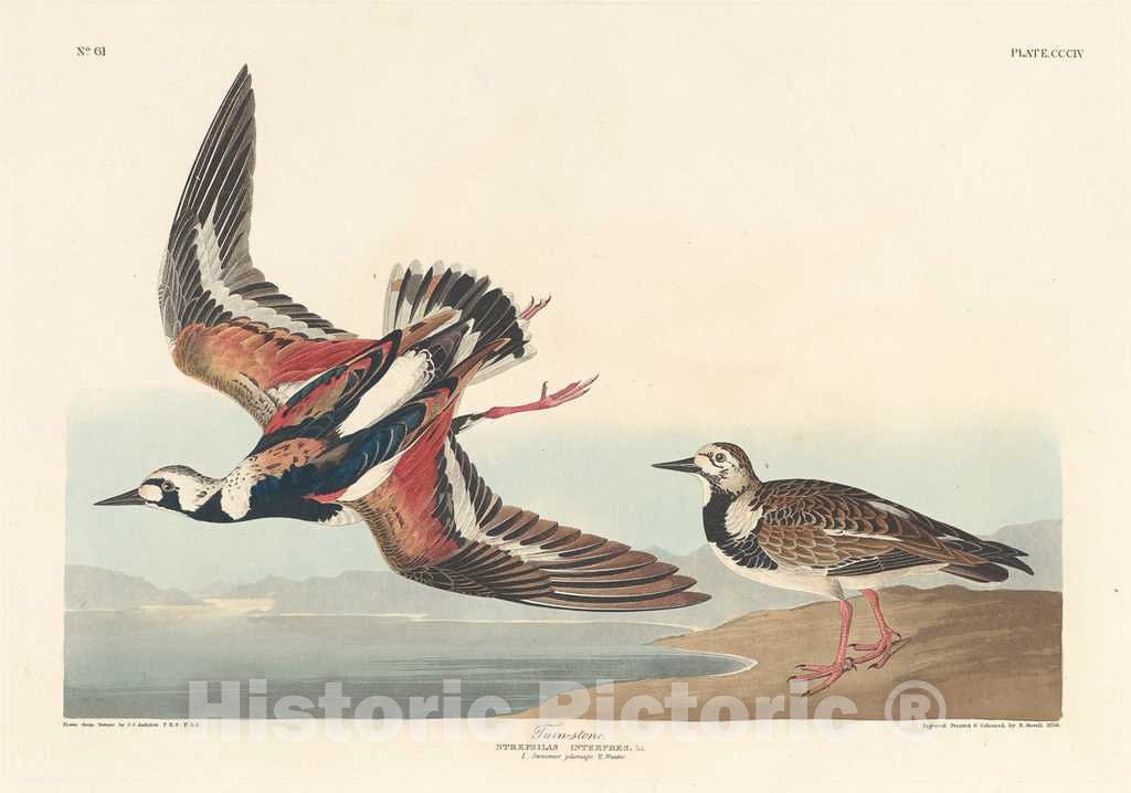 Art Print : Havell After Audubon, Turn-Stone, 1836 - Vintage Wall Art