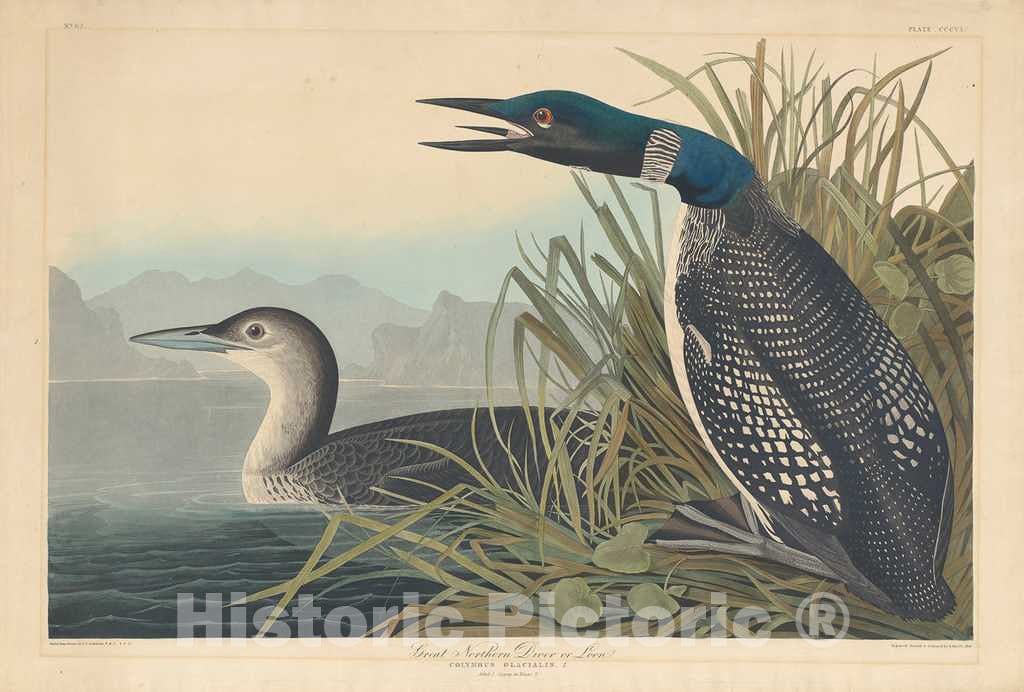 Art Print : Havell After Audubon, Great Northern Diver or Loon, 1836 - Vintage Wall Art