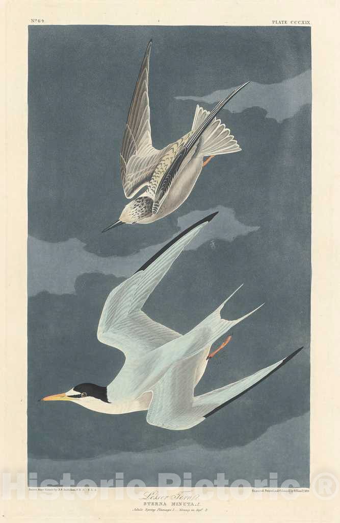 Art Print : Havell After Audubon, Lesser Tern, 1836 - Vintage Wall Art