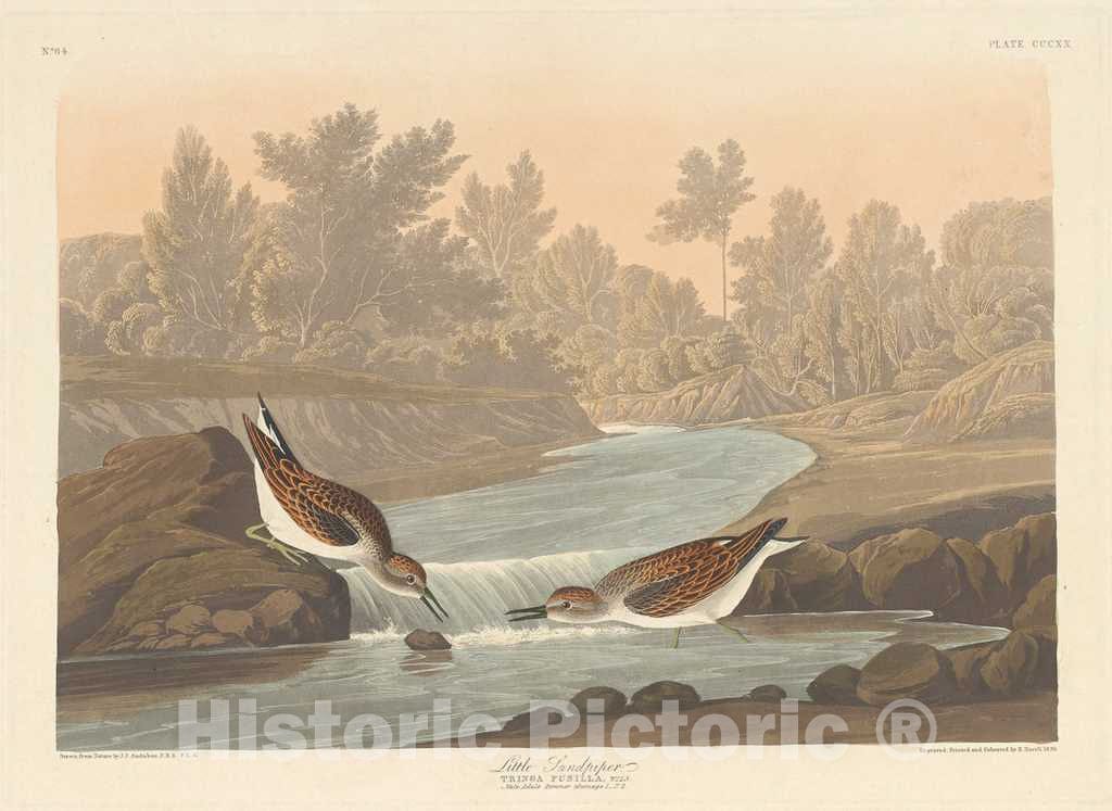 Art Print : Havell After Audubon, Little Sandpiper, 1836 - Vintage Wall Art