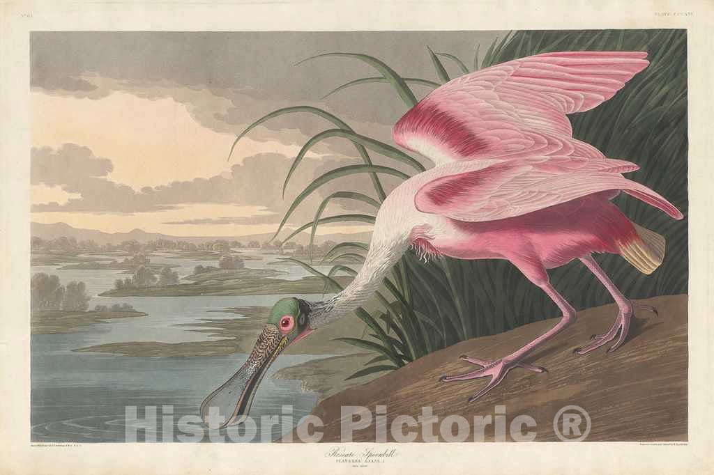 Art Print : Havell After Audubon, Roseate Spoonbill, 1836 - Vintage Wall Art