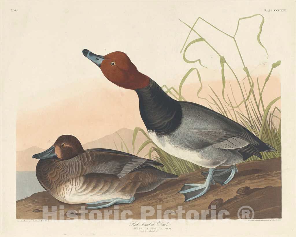 Art Print : Havell After Audubon, Red-Headed Duck, 1836 - Vintage Wall Art