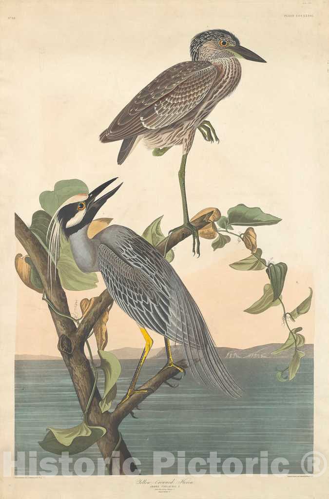 Art Print : Havell After Audubon, Yellow-Crowned Heron, 1836 - Vintage Wall Art