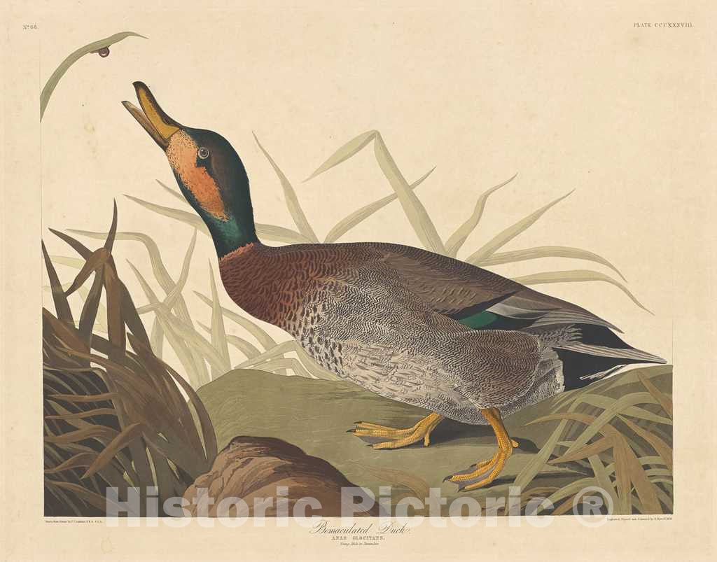 Art Print : Havell After Audubon, Bemaculated Duck, 1836 - Vintage Wall Art