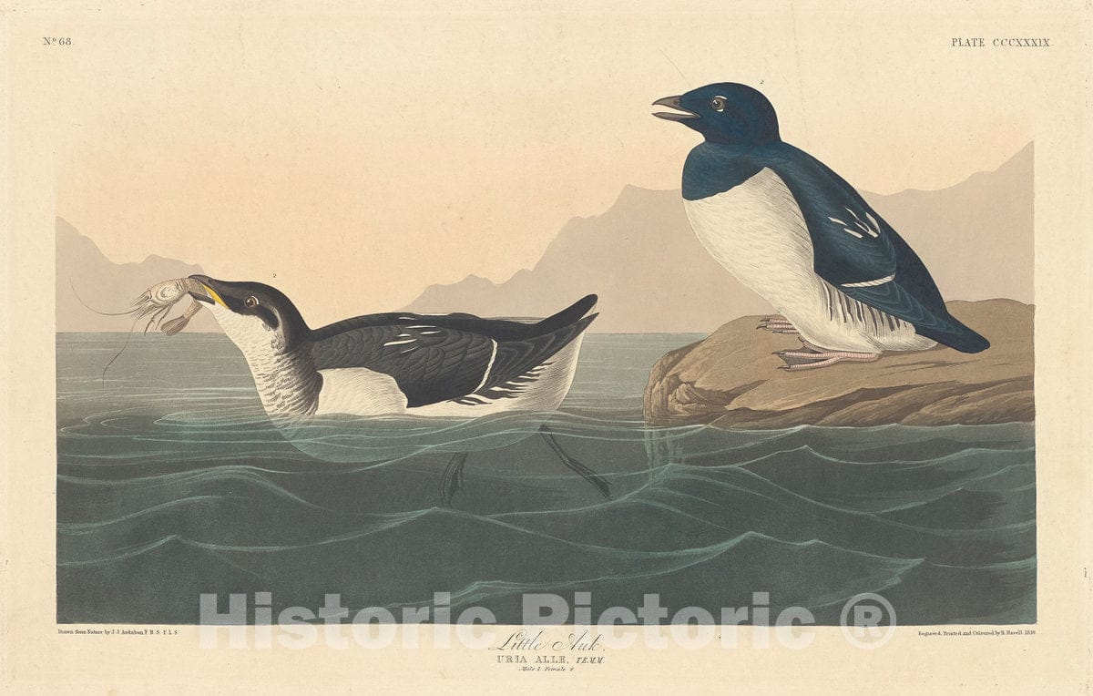 Art Print : Havell After Audubon, Little Auk, 1836 - Vintage Wall Art