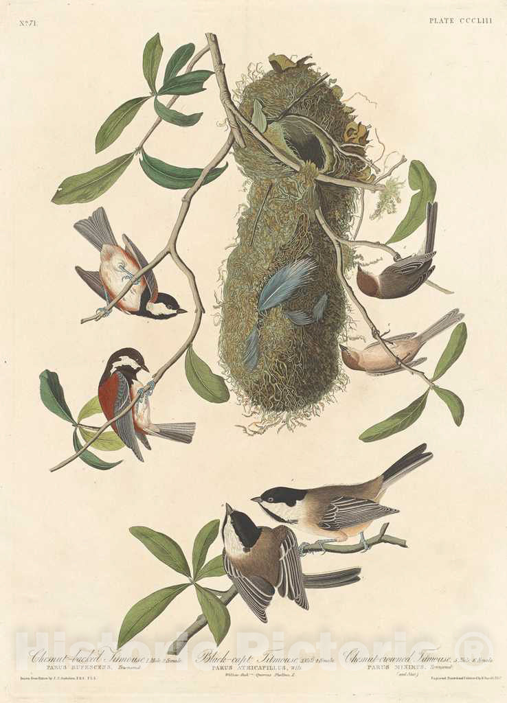 Art Print : Havell After Audubon, Chestnut-Backed Titmouse, Black-Capped Titmouse and Chestnut-Crowned Titmouse, 1837 - Vintage Wall Art