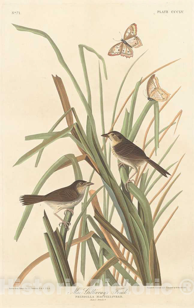 Art Print : Havell After Audubon, MacGillivray's Finch, 1837 - Vintage Wall Art