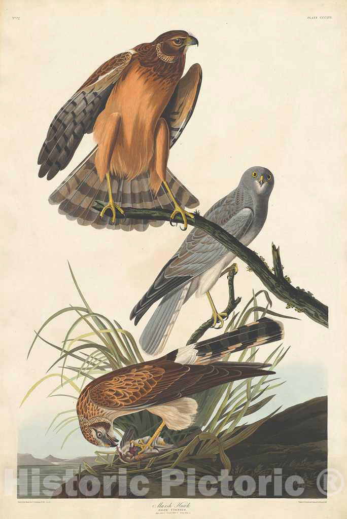 Art Print : Havell After Audubon, Marsh Hawk, 1837 - Vintage Wall Art