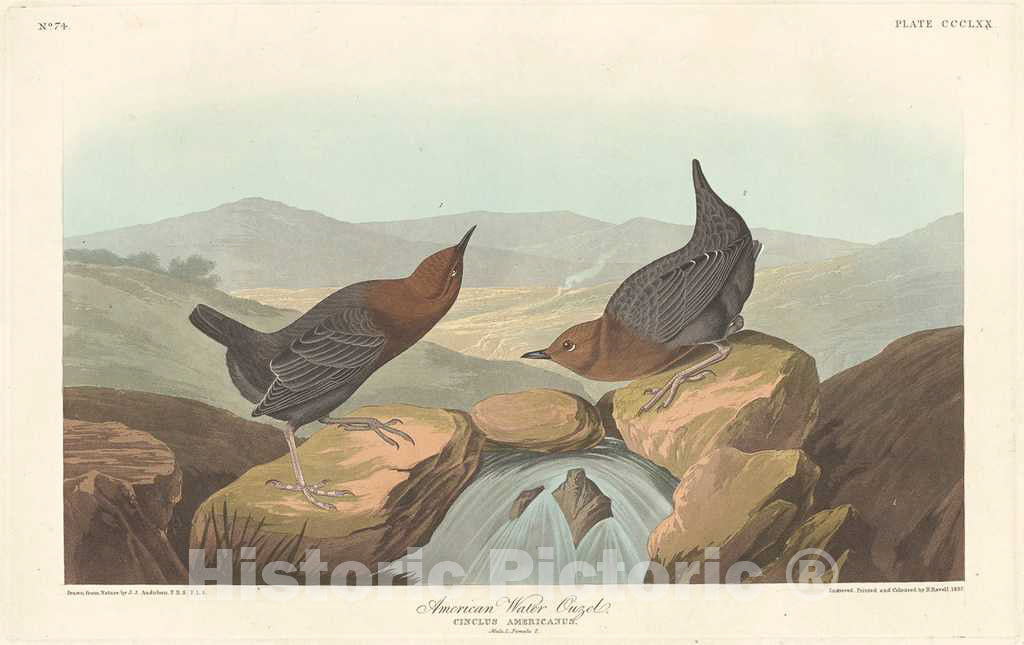 Art Print : Havell After Audubon, American Water Ouzel, 1837 - Vintage Wall Art