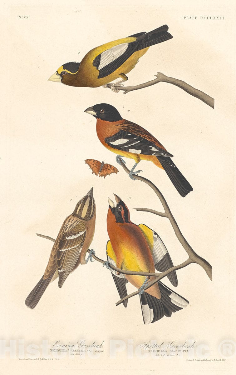 Art Print : Havell After Audubon, Evening Grosbeak and Spotted Grosbeak, 1837 - Vintage Wall Art