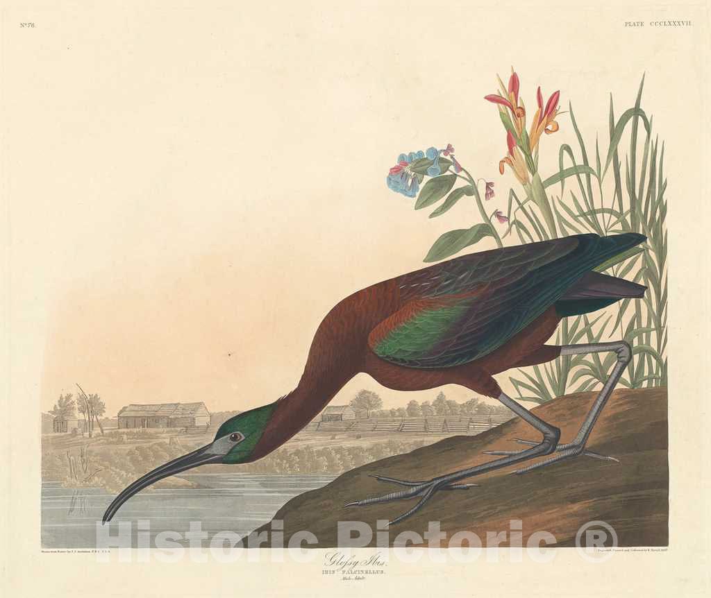 Art Print : Havell After Audubon, Glossy Ibis, 1837 - Vintage Wall Art